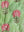 Laurel & Taffy Block Print Cotton Quilt