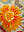 Sage Green Wildflower Embroidered Cushion Cover