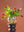 Cheena Round Hurricane Vase