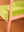 Green Oasis & Peach Colourblock Velvet Chair