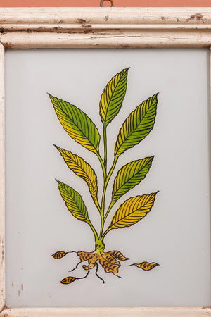Large Old Wood Frame with Botanical/Wildlife Painting - 390
