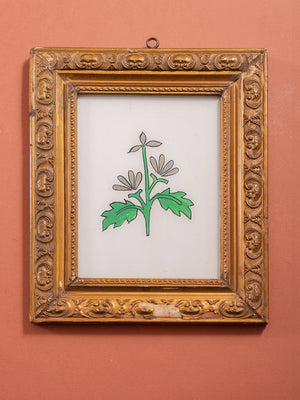 botantical painting