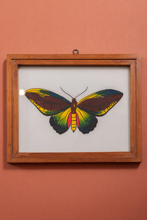 botantical painting
