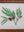 botanical painting