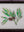 botanical painting