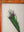 Medium Old Wood Frame with Botanical/Wildlife Painting - 699