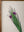 Medium Old Wood Frame with Botanical/Wildlife Painting - 704