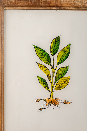 Medium Old Wood Frame with Botanical/Wildlife Painting - 716
