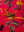 Seconds Coral Bird of Paradise Cotton Velvet Cushion Cover