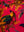 Seconds Coral Bird of Paradise Cotton Velvet Cushion Cover