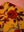 Seconds Mustard Floral Cotton Velvet Cushion Cover