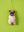 Pug Decoration (Virgin Plastic Free)