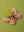 Pink Butterfly Decoration (Virgin Plastic Free)