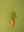 Carrot Decoration (Virgin Plastic Free)