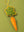 Carrot Decoration (Virgin Plastic Free)