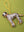 Dalmatian Decoration (Virgin Plastic Free)