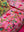 Milla Pink Bird of Paradise Velvet Sofa